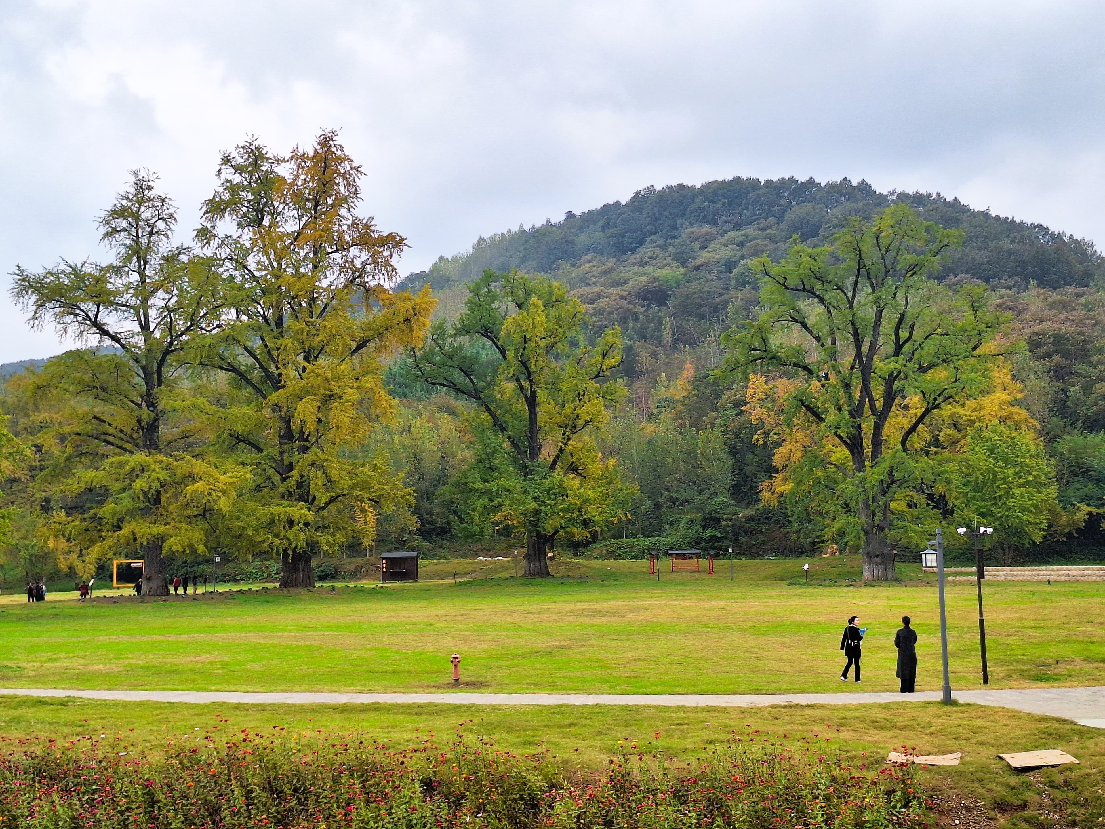 Ancient ginkgo trees at the Millennium Ginkgo Valley.