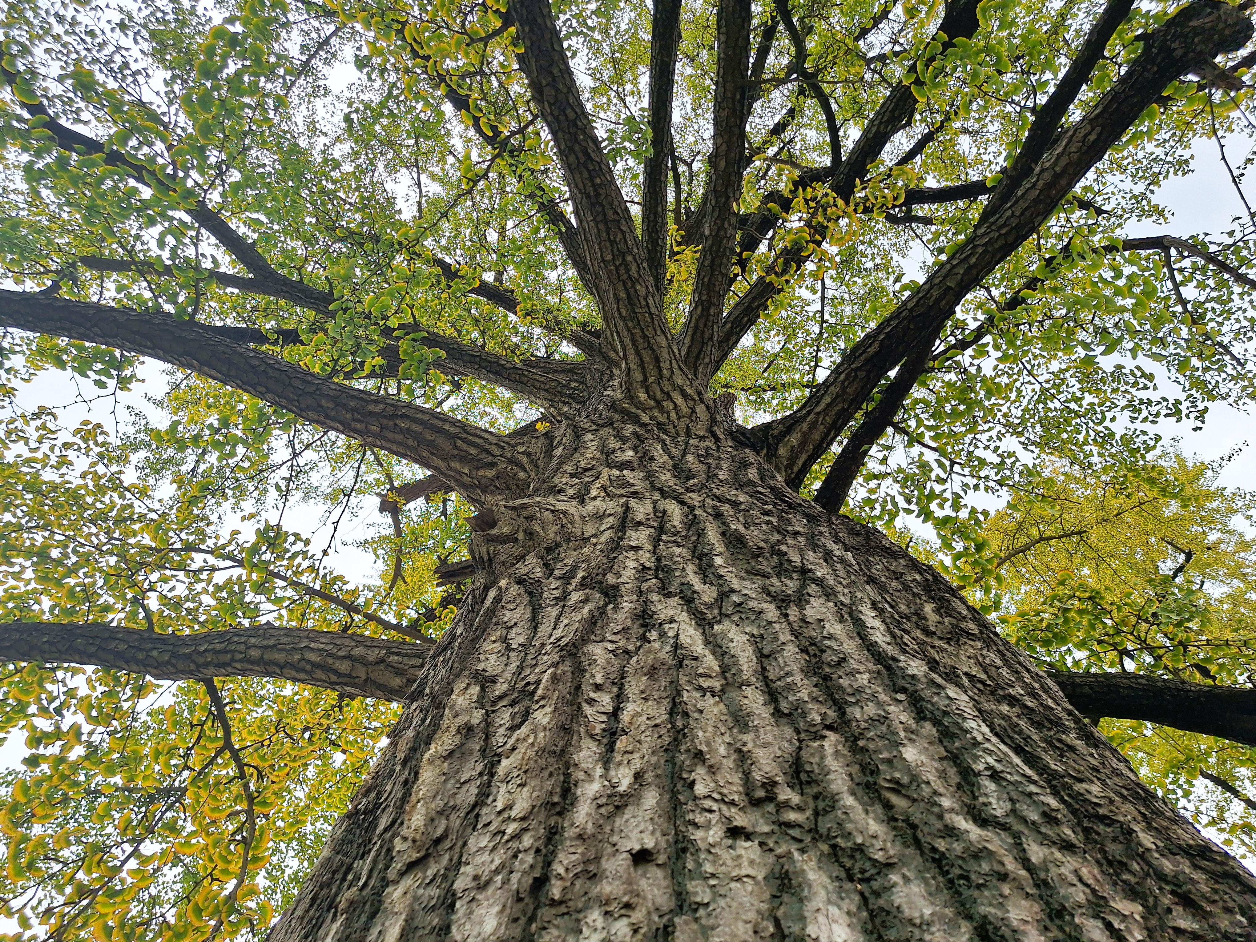 A 2000-year-old ginkgo tree at the Millennium Ginkgo Valley in Suizhou.